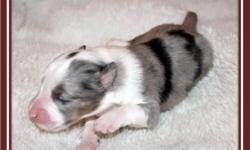 VERY CUTE SABLE AND WHITE MALE PUPPY. BOTH MOM AND DAD ARE AKC SHETLAND SHEEPDOGS AND LIVE IN MY HOME AS MEMBERS OF OUR FAMILY. THE PUPPY HAS BEEN HELD AND LOVED SINCE HE WAS BORN ON EASTER MORNING. HE IS DOING VERY GOOD WITH HIS POTTY TRAINING AND IS