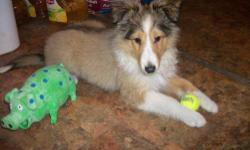 Hello! I am a 3 month old Shetland Sheepdog and I would love to have you as my human pet. I am very lovable, easy going and quiet. I am a very fast learner. I love kids, they carry me around all over the place. I love playing ball and chase. No has told
