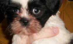 8 weeks old on 3-20. ACA, shots, wormed and vet checked. Very, very cute PHONE inquries only at 1 607-243-7907. Thank You