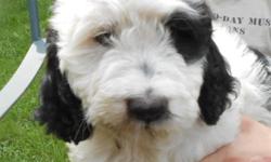 EXTREMELY CUTE SPRINGERDOODLE PUPS
Black and White, Brown and White
Photos are of pup at 10 weeks old, born May 7. Pups have been sold.
I expect a litter able to go to homes around the first week of June I've been breeding Springerdoodles for 6 years now,