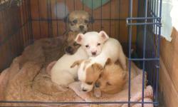 These adorable puppies will be ready for loving homes on January 6, 2013. The puppies are a yorkshire terrier/bichon frise/chihuahua mix so should be non-shedding or very minimal shedding. There are 3 males and 2 females available. They are well