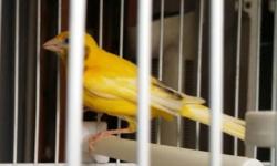 All of this birds are sing very nice timbrado song.
2 male yellow and little green(one and half years old)
1 male red mosaic(one years old)
only $40 each birds
Please call Izack : 347-3771227
