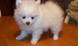 Beautiful male puppy, he is mostly white with some cream on him...he is sweet and playful...wormed and will be ready for his new home on Oct.31st....should have beautiful coat and weigh aprox. 5# as an adult