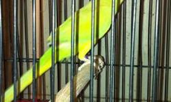 available 2 very nice female indian ring neck parakeets for sale $185.00 each
these are young females that are ready for breeding
they are not wild but they are not hand trained either.
these are the only ring necks i have left,no more males
please call