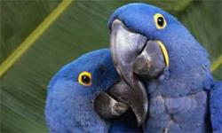 proven pair of hyacinth macaws very proven !!! - $22,500 USD
proven pair of hyacinth macaws very proven !!
gorgeous big blue giants, produce 2-3 babies a year ! great parents both sit and feed! this is a young pair that are excellent producers !! sell out