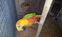 Proven pair of sun conures for sale ( very tame will sit and feed off your hands) birds are in excellent condition, both are two years old. Just started to work the nest box and will start to breed anytime soon. Reason for sale, I'm downsizing. Price for