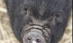 Vietnamese Pot Bellied - Aaron - Medium - Baby - Female - Pig
This is Aaron. He is a curly haired cutie. He loves getting belly rubs and following us around the farm. Come meet Aaron. You will fall in love! To fill out an adoption application for this