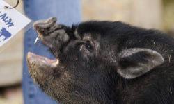 Vietnamese Pot Bellied - Gus - Medium - Young - Male - Pig
Gus is a cute little guy, he came with his siblings, they were involved in an animal cruelty case. He may be small but he is HUGE on personality. Though these guys were never handled, Gus is