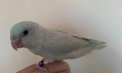 Visual Green baby Female Parrotlet Split to Green Pied
Hatch day ( 6/18/2012)....4 months....
very healthy with Hatch certificated ....This one is semi-handtame but need a minimum work to be tamed,very quiet and ideal for condo or apartment