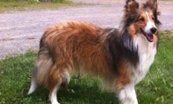 Wanted sheltie! Can be tri (preferred) Blue merle or sable female
Own 2 shelties/2 cats. have part time job/own home/senior/vet
references. Thanks! Really like a healthy smart girl
for fun times an agility hoping!