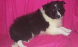 Wanted sheltie puppy m of f don't matter to loving home we have been looking I want to get one for my husband for Father's Day .thank you