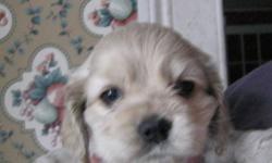 I am looking for a show/breeding quality American Cocker Spaniel. Puppy or adult. Buff in color. 315-268-0078