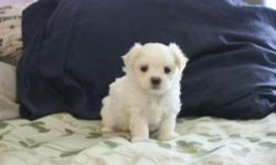 I am looking for a pretty young adult female Maltese.
