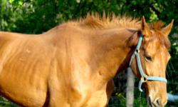 Looking for a particular POA 12-13 .3hands max,, handled 2 yr old up thru aged...
Gelding only,Not a mare/filly ,Possible geld a quiet youngster.
"""Possible consider colored mare bred infoal to leopard producer.
Size is a major must for me ,I am Not