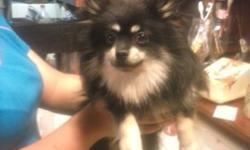 I am looking to purchase a good quality small 5 lb at maturity black male akc Pomeranian . older puppy or young adult would be great. Please send pics info and price . You can call or text315-323-8192