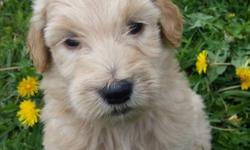 Looking for a female goldendoodle who can be trained to be a service dog. Looking in the Syracuse area not too far away.