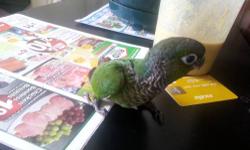 I HAVE A BEAUTIFUL WEANED GOLD CAP CONURE FOR SALE AT WHOLESALE PRICE $175.00 ...THE REASON I'M SELLING SO CHEAP IS THAT WE ARE GOING OUT OF BUSINESS HERE AT THE BIRD SHOP AND WE HAVE EVERYTHING FOR SALE REAL CHEAP PRICES...CALL PEDRO 917 435-0232
BIRD