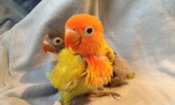 Baby Pied Yellow Fischer Lovebird
Hand fed
9 weeks
$ 80
Free delivery, NY , NJ.
No shipping .
Info: 973 393 8169
Se habla espaÃ±ol