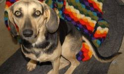 Weimaraner - Annie - Medium - Adult - Female - Dog
ANNIE WEIMERANER BEAGLE MIX BLONDE & BLACK ARRIVED 10/17/12 @ 42 LBS @ TWO-YEARS-OLD FEMALE PREGNANT Annie is a gorgeous dog that was saved from being euthanized in a high kill pound due to lack of space.