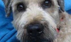 Wheaten Terrier - Lucky Lou Cobb - Medium - Adult - Male - Dog
Lucky Lou Cobb was born November 25, 2005 and weighs in the 30 lb. range. He is one of 8 released from a breeding facility that has now closed. We are very happy to hear that! These dogs will