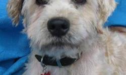 Wheaten Terrier - Puddin' Cobb - Medium - Adult - Female - Dog
Puddin' was born February 14, 2006 and weighs in the 40 lb. range. If weight is a real issue for you, please as us to weigh her to be sure. She is one of 8 released from a breeding facility