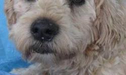 Wheaten Terrier - Silly Boy Cobb - Medium - Senior - Male - Dog
Silly Boywas born August 18, 2001 and weighs in the 40 lb. range. If weight is a real issue for you, please as us to weigh her to be sure. He is one of 8 released from a breeding facility