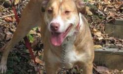 Whippet - Zita - Pending - Large - Young - Female - Dog
Zita is a beautiful three year old whippet/foxhound mix who had originally came from a very high kill pound in KY as a teenager. Her challenging start in life is no longer visible - she is now