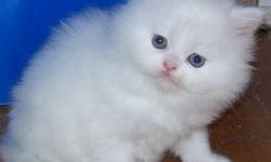 Beautiful Blue Eyed White and Flame-Point Persian and Himalayan teacup male kittens born on 10/1/2012. These kittens are purebred, pedegree CFA registered Persian and Himalayan teacup kittens. They are very fluffy and playful, so they will make great