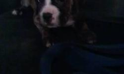 We have a white female boxer puppy with a brindle patch over her eye. Born 11-18 NO papers please call 716-381-3794