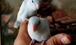 White dilute babies Parrotlets split to white fallow and others split to double yellow......tame/ handfed/ healthy..... original pictures .......with hatch certificate........
text me 347-866-0541
http://babyparrotlets.webs.com