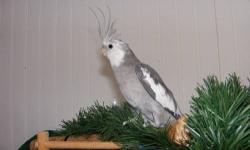 Hello,
I have a male cockatiel that is a great singer and is trying to talk however he does not like to be handled or come out of his cage. Even though he was handfed and raised by me. He is just very shy. He does not come with a cage.