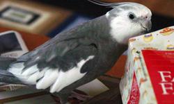 Hello, I have a male white face cockatiel in need of a home. He whistles and interacts but, does not like to be touched. He can step up when he wants to. I raised him and handfed him however, he did not stay very friendly. Which is why his price is so