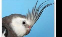 Hello,
I have a white face male cockatiel that comes with hatch cert. He is about 8 mo. old and does not like to be handled but, will interact with you by whistling and mumbling. I believe he may be trying to talk. He is in perfect feather. He was also