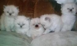 2 himalayan kittens ready for christmas 8 weeks old. Male and female. Super friendly and have been socialized with kids. Litter trained. Will come with first set of shots, papers, and pkd checked. 212-470-1114 They were born october 29,2014