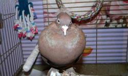 8 Pure white homing pigeons for sale, males and females. Call 914-214-9086. Will deliver in NY Metro area.