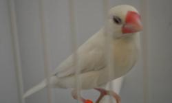 White java finches available now. Only 30 dollars each.