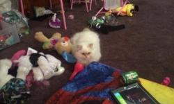 DJ is a lovely ADULT Male Persian. Looking for a home for him.