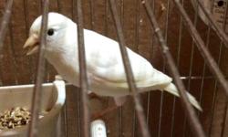 White female Russian canary born in May beautiful bird please contact me text or call 917-929-7432