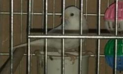 Very strong singing Russian Canary. Sings non-stop very strong. 8 months old. $75.