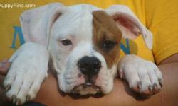 Would like to have a good home! ASAP
OBO (or best offer) Call with your offer!
Ready for a good home! Female & Male puppies available! Check out our other listings too.
Puppies For Sale, Full Breed American Bulldogs w/ Champion Lines, and papers