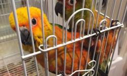 I have 10 sun conure babies available. They are all on 3 handfeedings right now. I can retail but am hoping to wholesale.
Buy 1 for 275
But 2 for $500
5 for $1100
Or 10 for $2000
These are all unweaned on formula.
1 weaned baby for $350 (the one in the