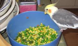 HI' MY NAME IS JULIA. I'M NOT A BREEDER NOR RESELLER. I WANT TO ADOPT A PARROT BECAUSE I CAN'T AFFORD TO PAY HIGH PRICES AT PETSTORE. I HAVE A LIMITED INCOME. I LOVE BIRDS, FOR ME THEY ARE THE MEDICINE I NEED TO FEEL BETTER AFTER MY HEART SUGURY. I OWN A