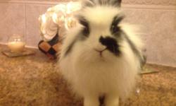 Elsa, a little queen , very sweet, loves to be held or if out the cage(supervised) finds a cozy sheet to cuddle in, hates getting her hair messy will be cleaning it all day...lionhead dwarf mix
Simba, loves attention, great personality will follow you