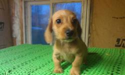 I have 1 male wire hair dachsund. He has been dewormed and has had first set of shots. Born Feb 4 2014.. I have both the mom and dad. Will be about 10-15 pounds full grown. Call 412-9069
