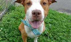 Spike is the kind of dog who you only have to spend a few minutes with before you fall completely in love, he has such a sweetness about him, and looking into those soft, gentle eyes melts your heart. To go along with his great demeanor, Spike is also an