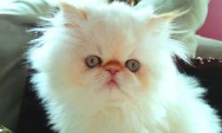 We are offering an outstanding Female Flame Lynx Point Himalayan PERSIAN Kitten. CFA - Cat Fancier's Assoc. Registered. This is an incredibly beautiful, young and hardy baby that is ready to go to her forever home. She is Pet Priced at $850. This girl has