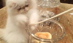 We are offering an outstanding Female Flame Point Himalayan PERSIAN Kitten. CFA Cat Fancier's Assoc Registered. This is an incredibly beautiful, young and hardy baby that is ready to go to her forever home. She is Pet Priced at $850. This girl has