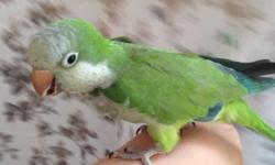 I have a 2 year old female Quaker Parrot named Sophie. She was handfed and raised by me, she can say hello and a few other words. She's in perfect health and a wonderful pet.
She had laid eggs twice already so she is a female for sure. We do not have a