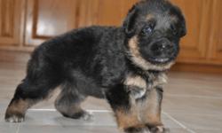 Are you looking for a World Class German Shepherd puppy? You?re on the right ad. These pups will be socialized and loved. As these cuties have the potential for show they will be quite of head-turners. You are offered the privilege to own the grand-pup of