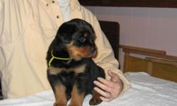 **** NO THE PUPPY IS NOT FREE !!! ?.if you are
looking for a free puppy, STOP READING FURTHER, WE
CAN NOT HELP YOU. >>>>>>>>> However if you
are looking for a healthy, top quality, well bred
Rottweiler from the leading German ADRK Import
Blood lines,